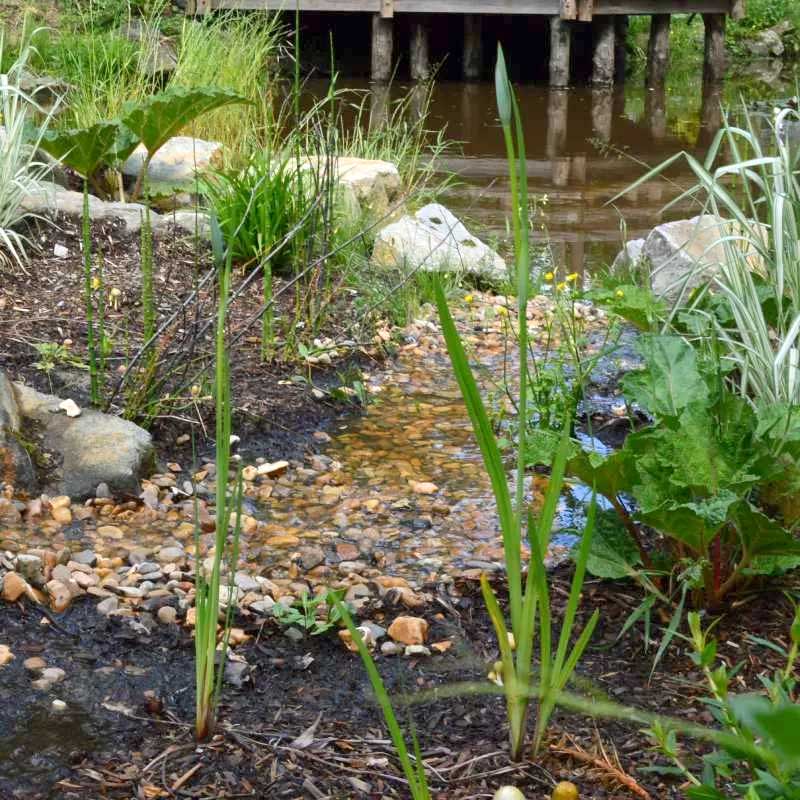 gestion d el'eau dans un jardin de pluie